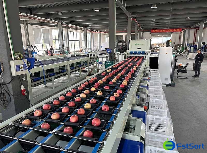 apple optical sorting machine.jpg apple optical sorting machine.jpg